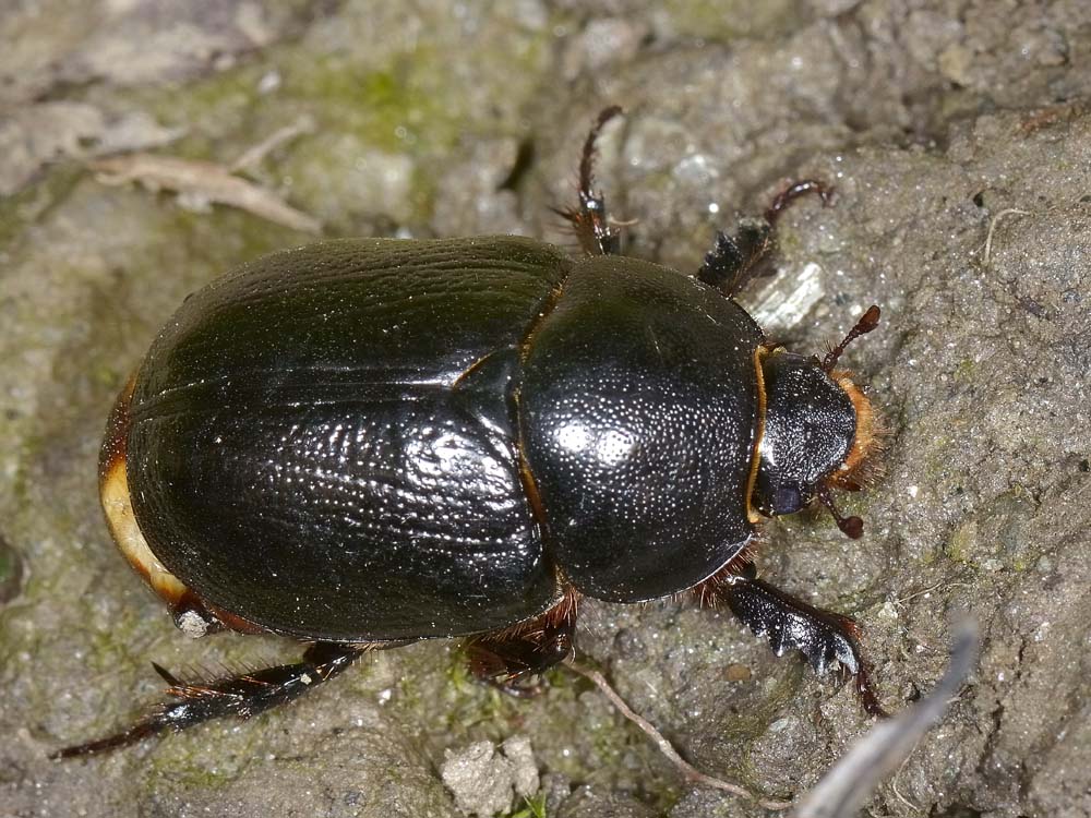 Pentodon bidens